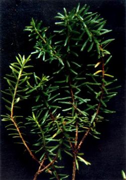 Empetrum Nigrum Extract 